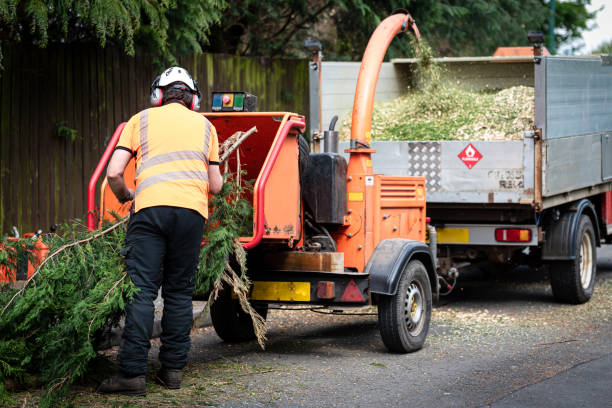 Best Dead Tree Removal  in Kulpmont, PA